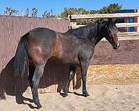 brown-quarter-horse-mare