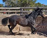 brown-aqha-mare