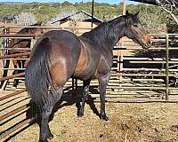 brown-aqha-horse