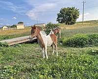 flashy-miniature-horse