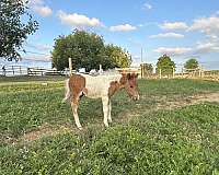 halter-miniature-horse