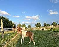 kid-safe-miniature-horse