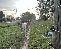 halter-filly