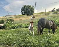 halter-horse