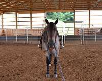 cattle-quarter-horse