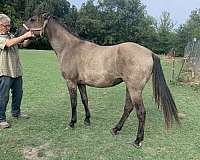 breeding-rocky-mountain-horse