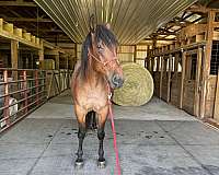 aqha-quarter-horse