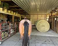 bay-roan-quarter-horse