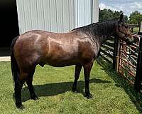 bay-roan-quarter-horse-gelding