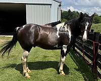 tobiano-paint-gelding