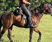 endurance-paso-fino-horse