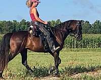 gaited-paso-fino-horse