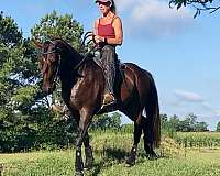 natural-horsemanship-training-paso-fino-horse