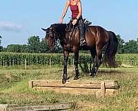 ridden-western-paso-fino-horse