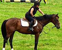 horses-for-sale-thoroughbred