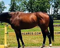 ottbs-for-sale-thoroughbred-horse