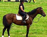 eventing-horses-for-sale-thoroughbred