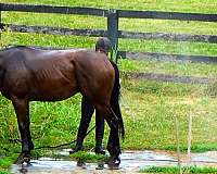 horses-for-sale-thoroughbred