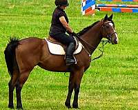 ottbs-for-sale-thoroughbred-horse