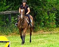 eventing-horses-for-sale-thoroughbred