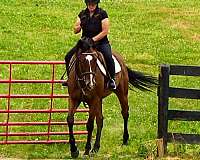 hunter-jumpers-for-sale-thoroughbred-horse