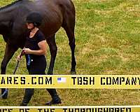 thoroughbreds-for-sale-horse