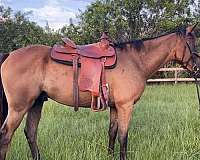 cantering-appendix-horse