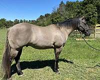 quarter-horse-for-sale