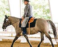 ranch-gelding