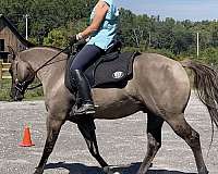 western-dressage-gelding