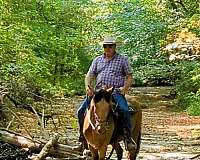 buckskin-rocky-mountain-mare