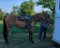 buckskin-trail-riding-horse