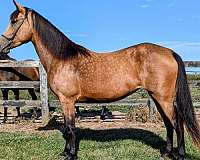 trail-riding-rocky-mountain-horse