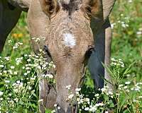 athletic-quarter-horse