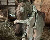 calf-roping-quarter-horse