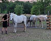 gaited-gelding