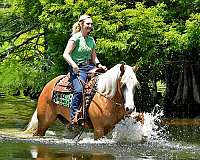 dressage-quarter-horse