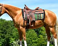 palomino-quarter-horse