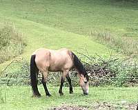 buckskin-all-4-socks-tail-horse