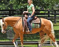 gelding-quarter-horse