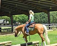 beginner-quarter-horse