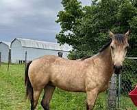 quarter-horse-for-sale