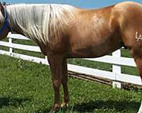 buckskin-aqha-horse