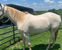 buckskin-aqha-colt