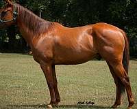 7-years-old-quarter-horse