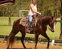 western-dress-gelding