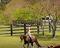 trail-horse-quarter