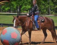 ranch-pony-quarter