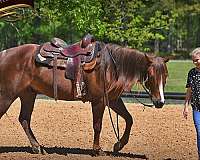 well-trained-quarter-pony