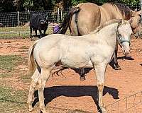 breeding-kentucky-mountain-missouri-fox-trotter-horse